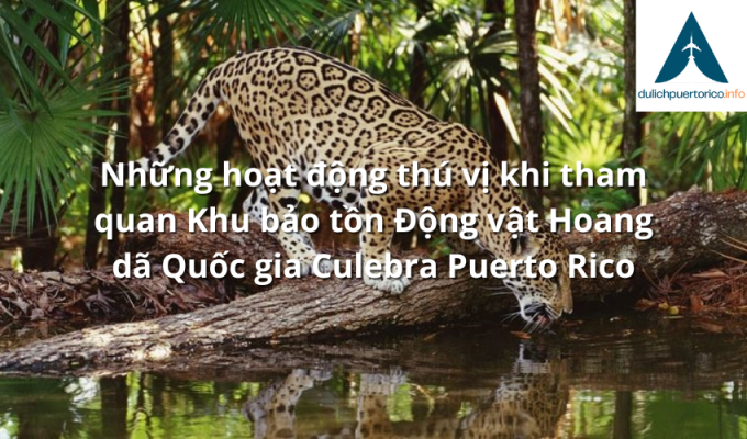 Những hoạt động thú vị khi tham quan Khu bảo tồn Động vật Hoang dã Quốc gia Culebra Puerto Rico